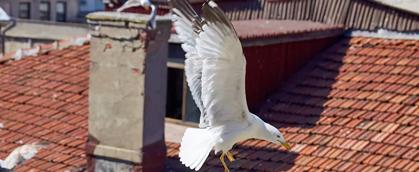 Residential Chimney Animal Removal Solution in San Bruno, CA